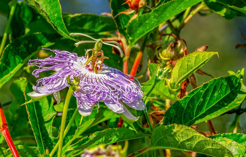 Mystical Vines