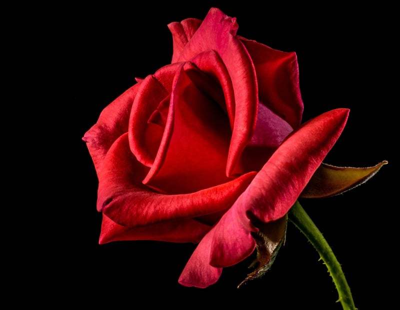 Extraordinary Flora