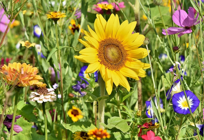 Garden Image