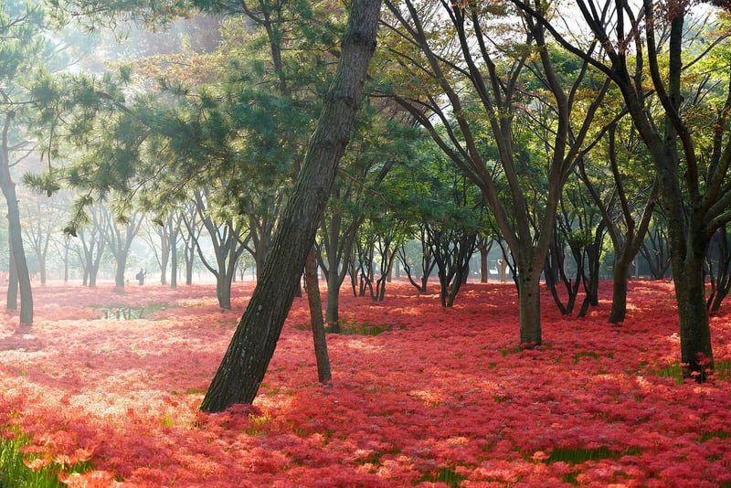 Enchanted Garden